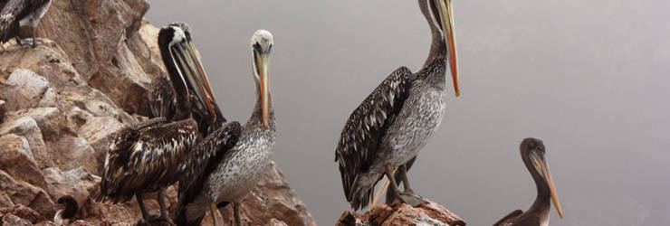 Paracas – Ica 1 Day